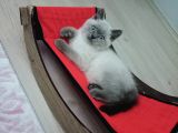 A Kalite Blue Point British Shorthair Yavru Fiyat Sahiplenme / Sahiplendirme