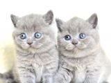 Dişi ve Erkek British Shorthair Kardeşler Yavru Fiyat Sahiplenme / Sahiplendirme