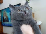 Blue Safkan British Shorthair Yavru Fiyat Sahiplenme / Sahiplendirme