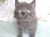 Koca Kafa British Shorthair Blue Yavru Fiyat Sahiplenme / Sahiplendirme