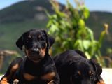 A kalite doberman yavrular Sahiplenme / Sahiplendirme