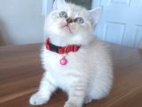 Safkan British Shorthair Lynx Point Yavru Fiyat Sahiplenme / Sahiplendirme
