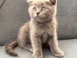 Safkan Lilac Scottish Fold Yavru Fiyat Sahiplenme / Sahiplendirme