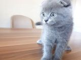 Safkan Scottish Fold Blue Yavru Fiyat Sahiplenme / Sahiplendirme