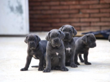 A kalite cane corso yavrular Sahiplenme / Sahiplendirme 