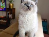 Ayı Surat Maviş Gözlü Top Kafalı British Shorthair Blue Point Yavru Fiyat Sahiplenme / Sahiplendirme