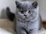 Ayı Surat Maviş Gözlü Top Kafalı A Kalite British Shorthair Blue Yavru Fiyat Sahiplenme / Sahiplendirme