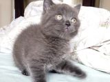 Ayı Surat Maviş Gözlü Top Kafalı Dişi British Shorthair Blue Yavru Fiyat Sahiplenme / Sahiplendirme