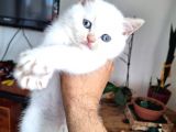 A Kalite Ayı Surat Maviş Gözlü Top Kafalı British Shorthair Red Point Yavru Fiyat Sahiplenme / Sahiplendirme