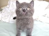 Ayı Surat A Kalite Boncuk Gözlü Top Kafalı British Shorthair Blue Dişi Yavru Fiyat Sahiplenme / Sahiplendirme