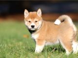 Safkan Japon Akita inu yavru Sahiplenme / Sahiplendirme