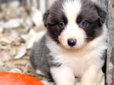 Şecereli border collie yavru sahiplenme / sahiplendirme