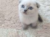 Sıfır Kulak Maviş Göz Scottish Fold Blue Point Yavru Fiyat Sahiplenme / Sahiplendirme