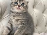 Safkan Scottish Fold Sıfır Kulak Yavru Fiyat Sahiplenme / Sahiplendirme İzmir