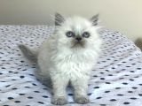 A Kalite Ayı Surat British Longhair Blue Point Yavru Fiyat Sahiplenme Sahiplendirme