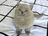 Top Kafa Ayı Surat British Longhair Lilac Yavru Fiyat Sahiplenme Sahiplendirme A Kalite
