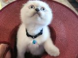 Sıfır Kulak A Kalite Scottish Fold Blue Point Yavru Fiyat Sahiplenme Sahiplendirme Top Kafa