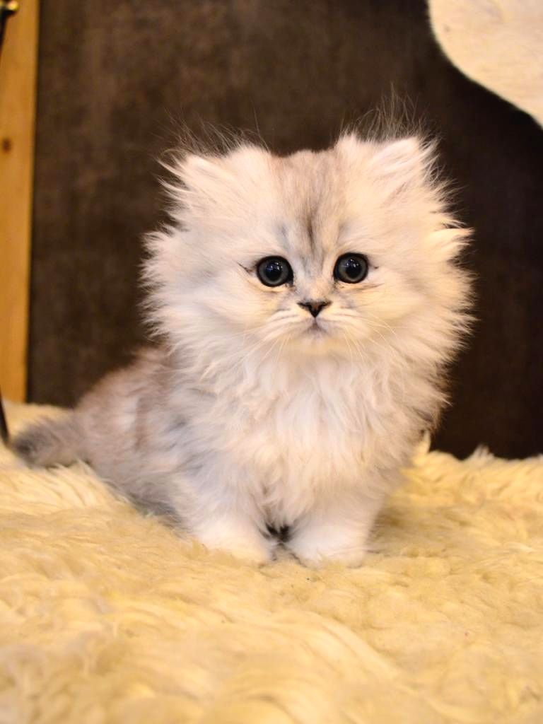 British sales longhair silver