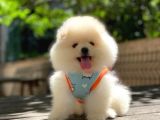 Minicik ayı surat pomeranian boo yavru sahiplenme / sahiplendirme 