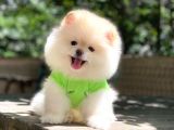 Show kalite pomeranian boo yavru sahiplenme / sahiplendirme 