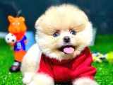 Teslime hazır pomeranian boo yavru sahiplenme / sahiplendirme 