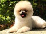 Irk ve sağlık garantili pomeranian boo yavru sahiplenme / sahiplendirme 