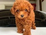 Irk ve Sağlık garantili toy poodle yavru sahiplenme / sahiplendirme 
