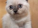 A Kalite Sıfır Kulak Scottish Fold Blue Point Yavru Fiyat Sahiplenme Sahiplendirme İzmir