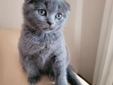 Sıfır Kulak A Kalite Top Kafa Scottish Fold Blue Yavru Fiyat Sahiplenme Sahiplendirme İzmir