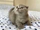 Top Kafa A Kalite Sıfır Kulak Lilac Scottish Fold Yavru Fiyat Sahiplenme Sahiplendirme İzmir