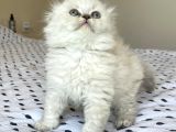 A Kalite Sıfır Kulak Scottish Fold Lynx Point Yavru Fiyat Sahiplenme Sahiplendirme İzmir