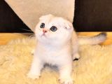 Sıfır Kulak Scottish Fold Red Point Yavru Fiyat Sahiplenme Sahiplendirme İzmir