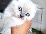 A Kalite Ayı Surat Koca Kafa British Shorthair Blue Point Yavru Kedi Fiyat Sahiplenme Sahiplendirme Ankara