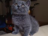 Safkan Kalite Koca Kafa Ayı Surat British Shorthair Blue Erkek Yavru Kedi Fiyat Sahiplenme Sahiplendirme Ankara