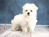 Show kalite Maltese terrier yavru sahiplenme / sahiplendirme