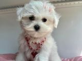 Ev ortamından Maltese terrier yavru sahiplenme / sahiplendirme