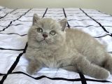 Ayı Surat A Kalite British Longhair Lilac Yavru Fiyat Sahiplenme Sahiplendirme İzmir
