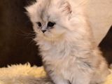 Ayı Surat A Kalite British Longhair Silver Point Yavru Fiyat Sahiplenme Sahiplendirme İzmir