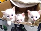 Birbirinden Güzel Safkan A Kalite Ankara Kedisi Kardeşler Yavru Kedi Fiyat