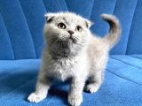 A Kalite Top Kafa Sıfır Kulak Scottish Fold Lilac Yavru Kedi Fiyat Sahiplenme Sahiplendirme Ankara
