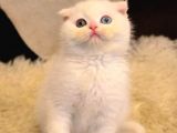 Sıfır Kulak A Kalite Top Kafa Minik Scottish Fold Red Point Yavru Kedi Fiyat Sahiplenme Sahiplendirme Ankara