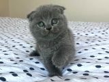 Sıfır Kulak Scottish Fold Blue Yavru Fiyat Sahiplenme Sahiplendirme Ankara
