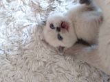  A Kalite Sıfır Kulak Top Kafa Scottish Fold Blue Point Yavru Kedi Fiyat Sahiplenme Sahiplendirme Antalya 0