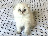 A Kalite Sıfır Kulak Top Kafa Scottish Fold Lynx Point Yavru Kedi Fiyat Sahiplenme Sahiplendirme Adana