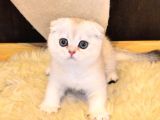 A Kalite Top Kafa Sıfır Kulak Scottish Fold Red Point Dişi Yavru Kedi Fiyat Sahiplenme Sahiplendirme Adana