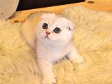 A Kalite Top Kafa Sıfır Kulak Scottish Fold Red Point Yavru Kedi Fiyat Sahiplenme Sahiplendirme Adana