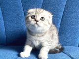 Sıfır Kulak A Kalite Top Kafa Scottish Fold Silver Yavru Kedi Fiyat Sahiplenme Sahiplendirme Adana
