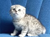 A Kalite Sıfır Kulak Top Kafa Scottish Fold Silver Dişi Yavru Kedi Fiyat Sahiplenme Sahiplendirme Adana