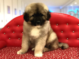 Irk ve sağlık garantili Kafkas çoban köpeği yavru sahiplenme / sahiplendirme