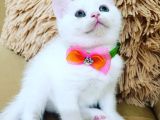 Ayı Surat A Kalite British Shorthair Süt Beyaz Yavru Kedi Fiyat Sahiplenme Sahiplendirme Adana